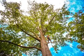 Best Tree Removal Service  in Bridgeport, WA