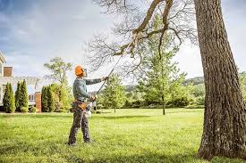 Best Hazardous Tree Removal  in Bridgeport, WA